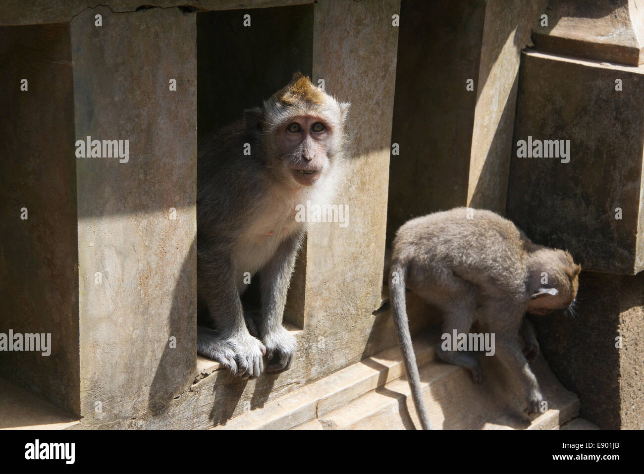 Deux singes gris à longue queue Pura Luhur Ulu Watu Temple Bali Indonesia Banque D'Images