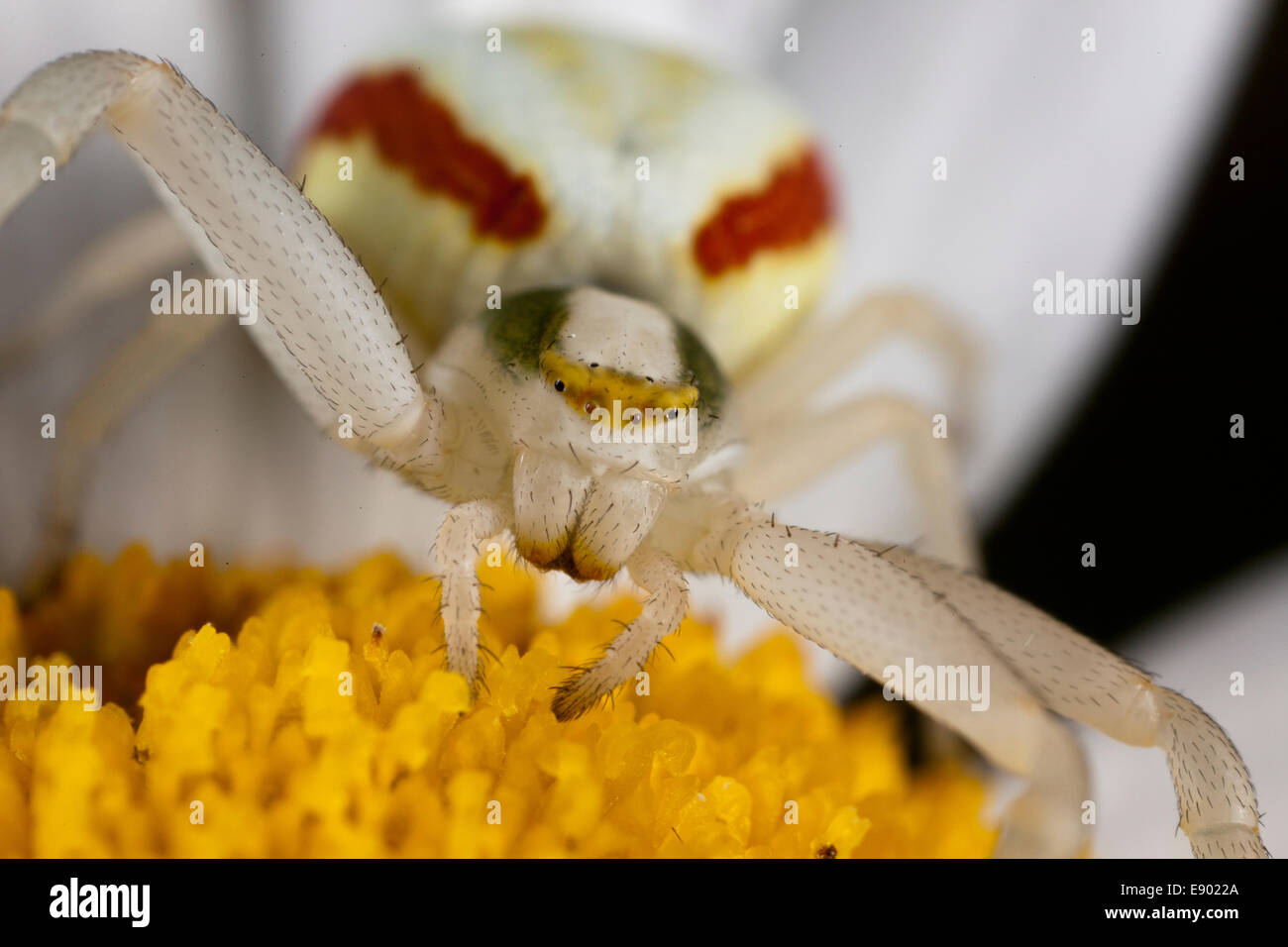 Close-up d'une araignée très colorée en rouge, blanc, jaune et vert assis sur une fleur jaune et blanc Banque D'Images