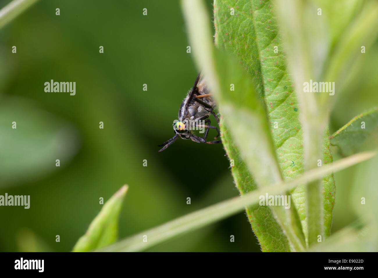 Close-up d'une mouche avec des yeux Banque D'Images