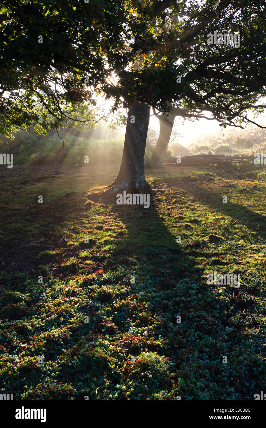 Misty morning sunrise ; arbres forestiers, Bolderwood, Parc National de New Forest, Hampshire County ; Angleterre ; la Grande-Bretagne, Royaume-Uni Banque D'Images