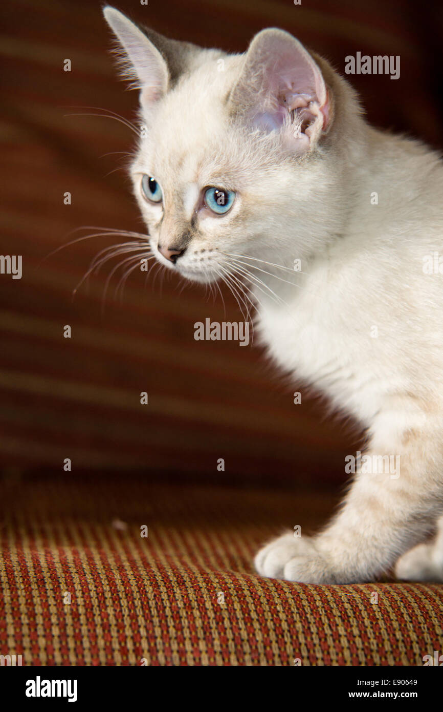 Une flamme point Siamese kitten sur une sellerie rouge canapé. Banque D'Images
