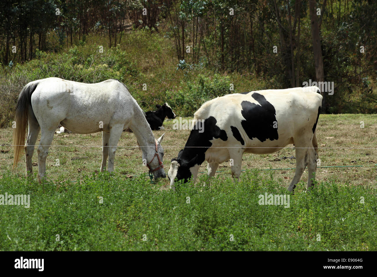 Une vache Holstein et un cheval blanc dans un pâturage à Cotacachi (Équateur) Banque D'Images