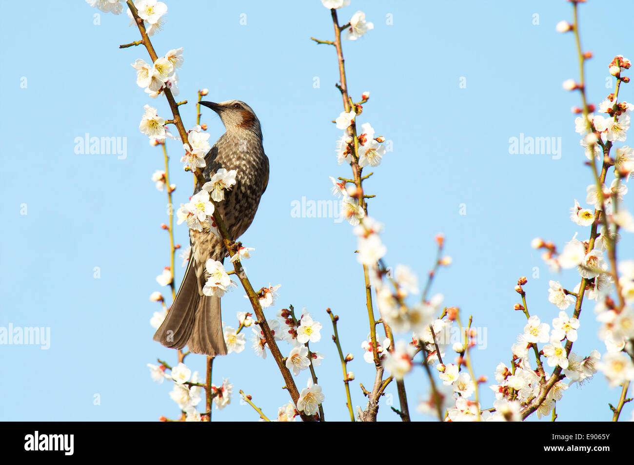 Petit oiseau et de prunier dans la saison du printemps Banque D'Images