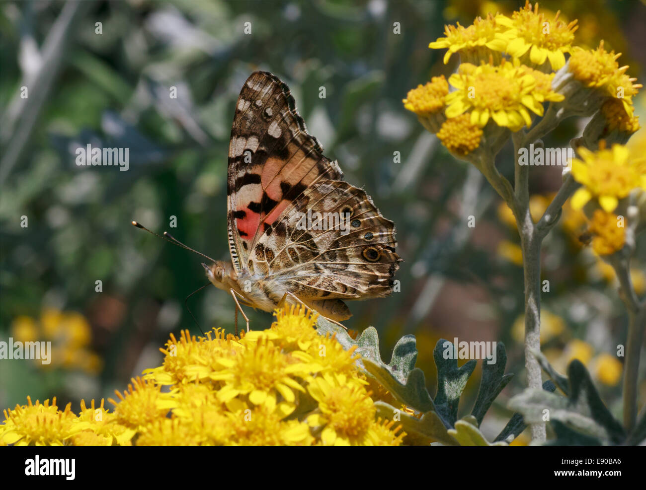 La belle dame papillon sur fleur jaune Banque D'Images