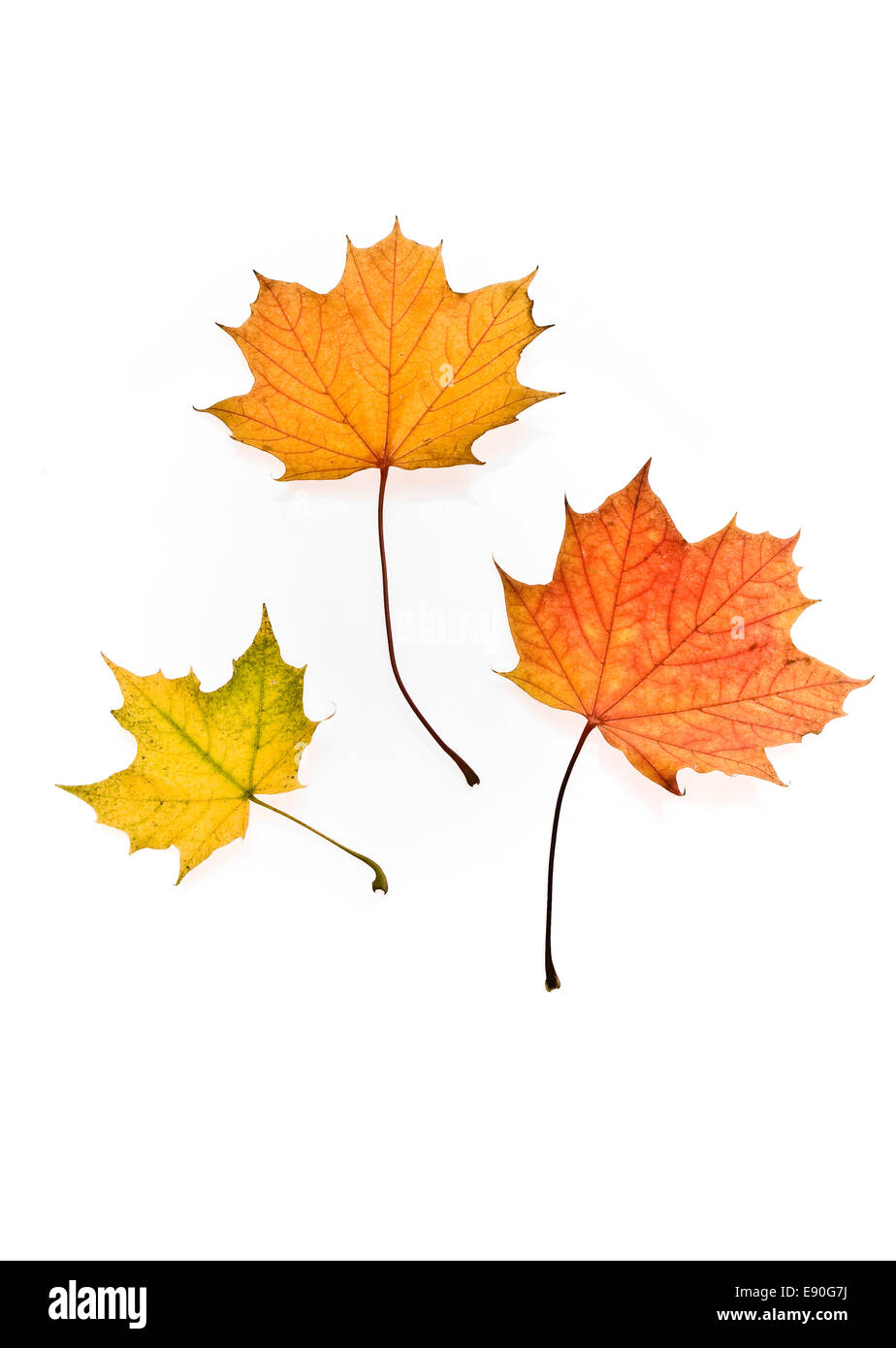 Feuilles d’automne Banque D'Images