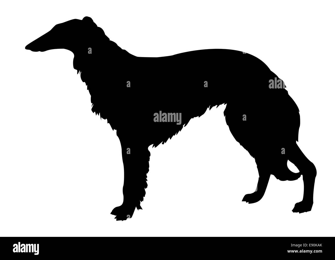 Collie silhouette sur fond blanc Banque D'Images