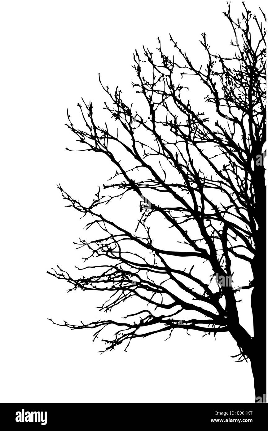 Arbre silhouette sur fond blanc Banque D'Images