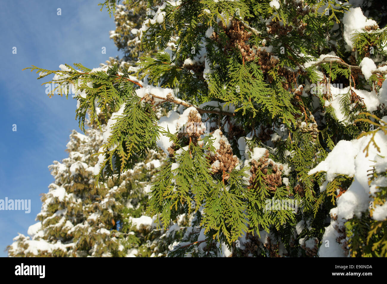 Thuja occidentalis, cèdre blanc, Thuje Banque D'Images