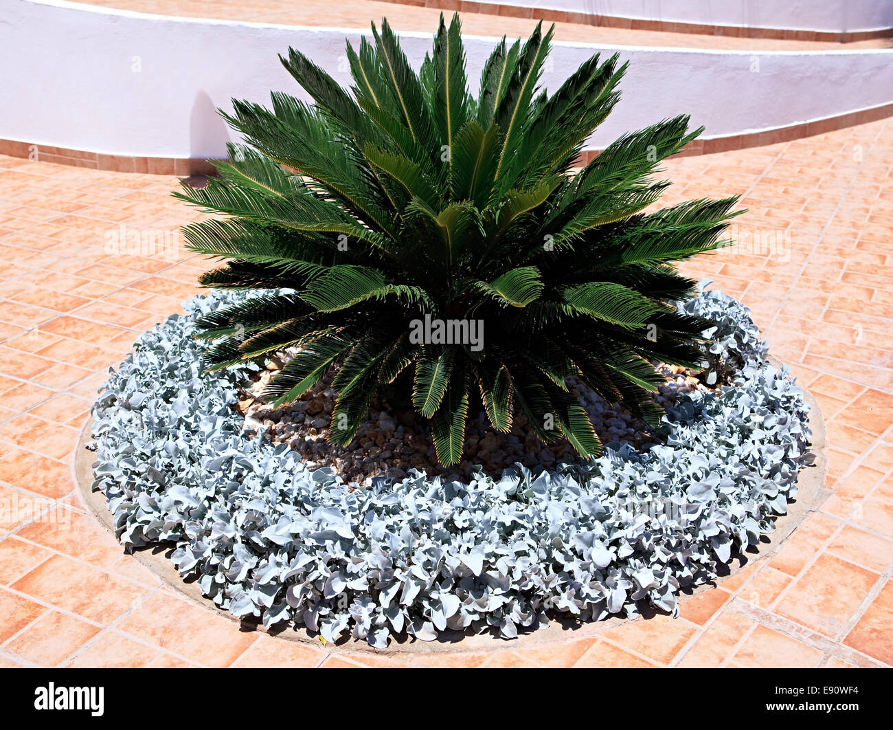 Cycas Revoluta. Banque D'Images