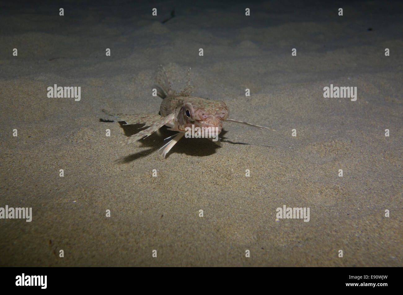 Le grondin volant, Dactylus volitans, photo prise à Malte, dans l'ouest de la mer Méditerranée. Banque D'Images