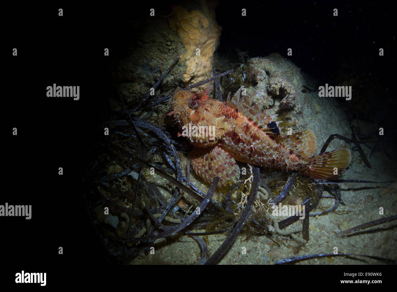 Poisson Scorpion rouge, Scorpaena scrofa, prises à Malte, mer Méditerranée. Banque D'Images