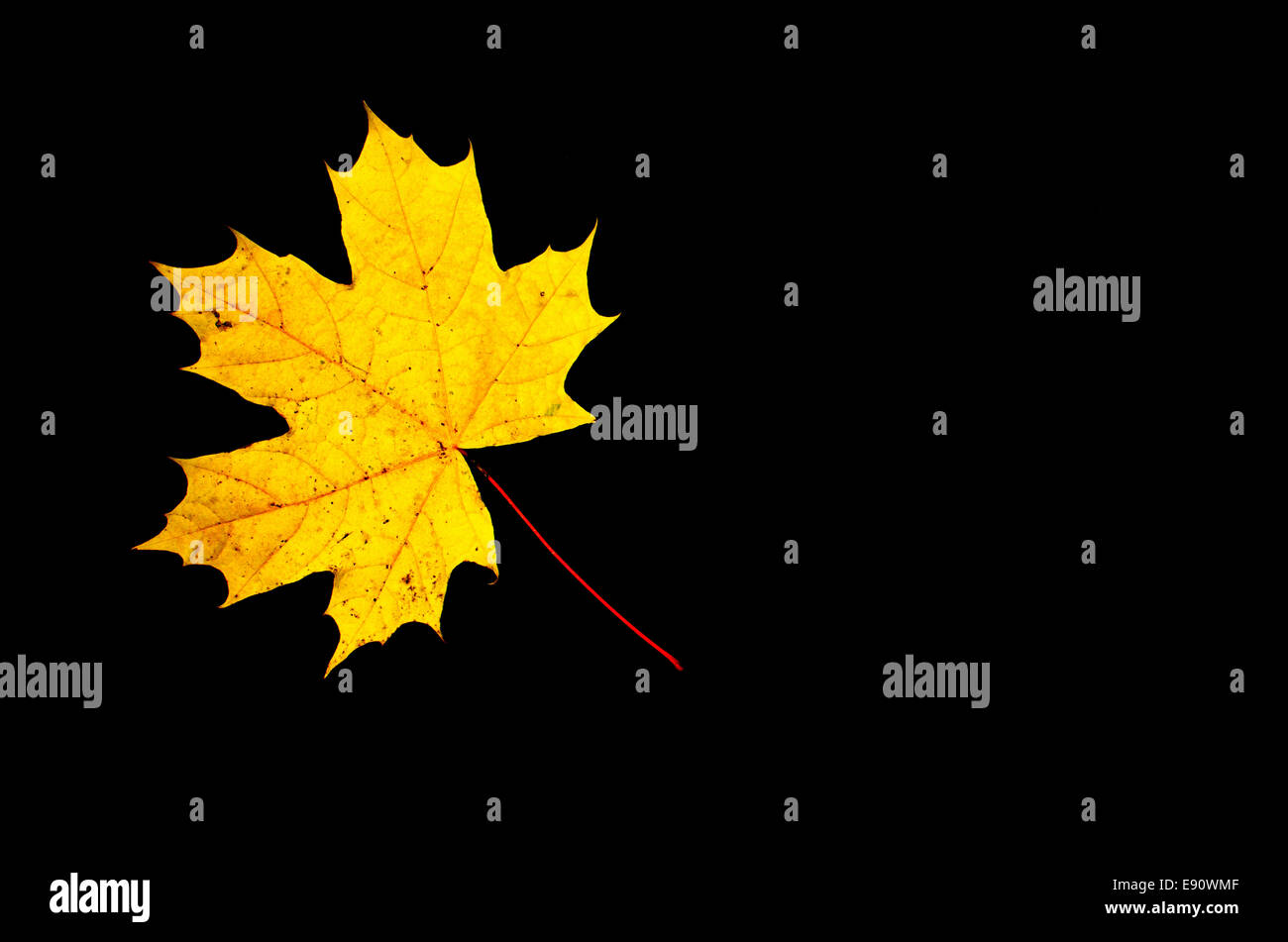 Une seule feuille d'érable jaune à fond sombre Banque D'Images