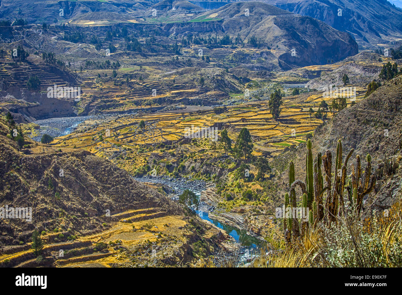 Terrasses dans la vallée au-dessus du Canyon de Colca, Pérou Banque D'Images