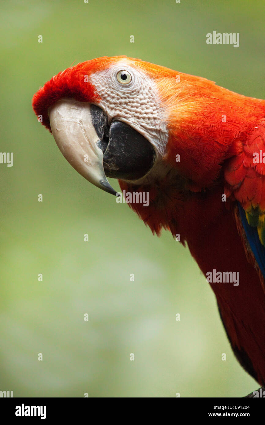Le rouge et vert, de l'Ara Ara à ailes vertes Banque D'Images