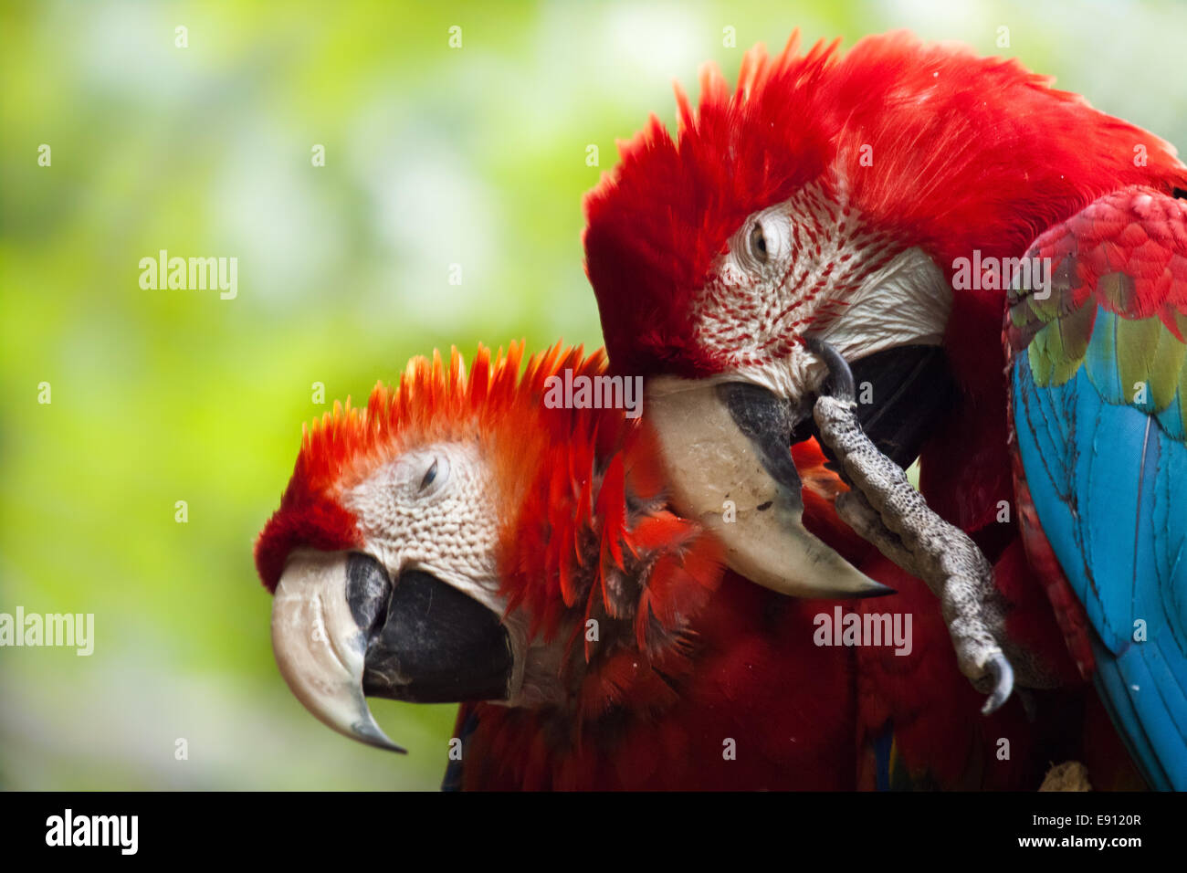 Le rouge et vert, de l'Ara Ara à ailes vertes Banque D'Images