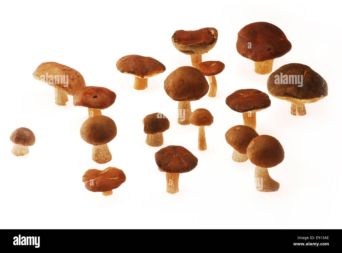 Champignons Banque D'Images