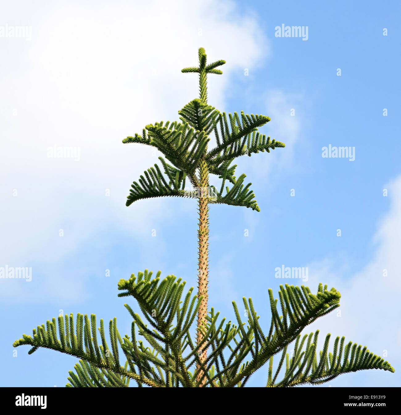 Araucaria excelsa. Banque D'Images