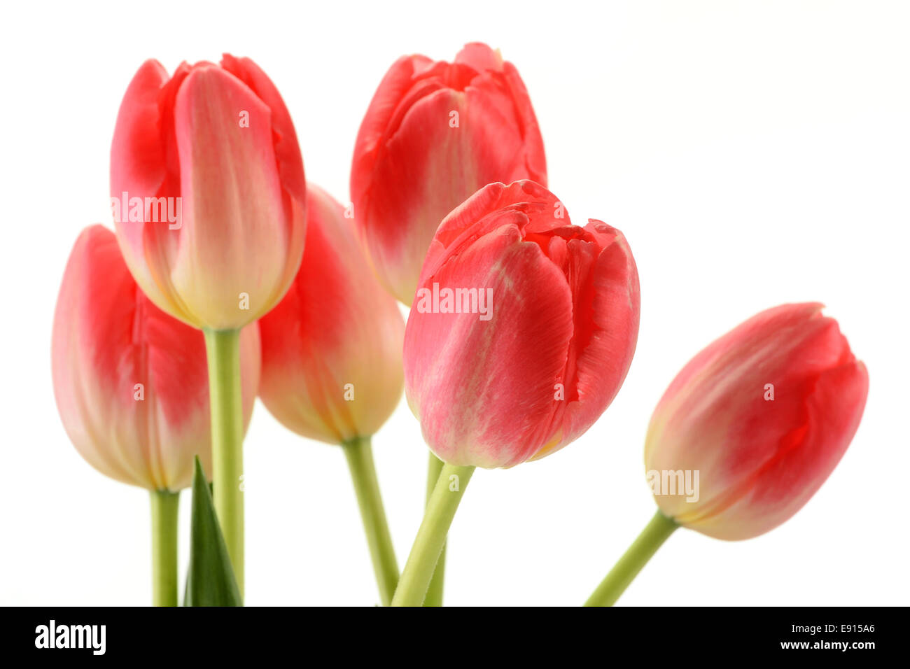 Les tulipes sur fond blanc Banque D'Images