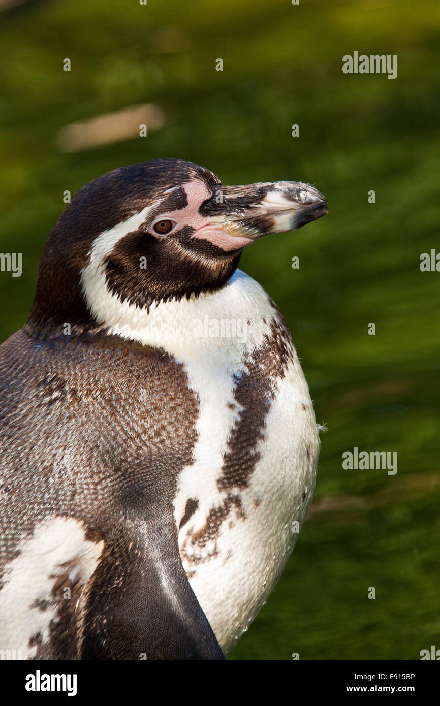 Manchot de Humboldt, Penguin péruvienne Banque D'Images