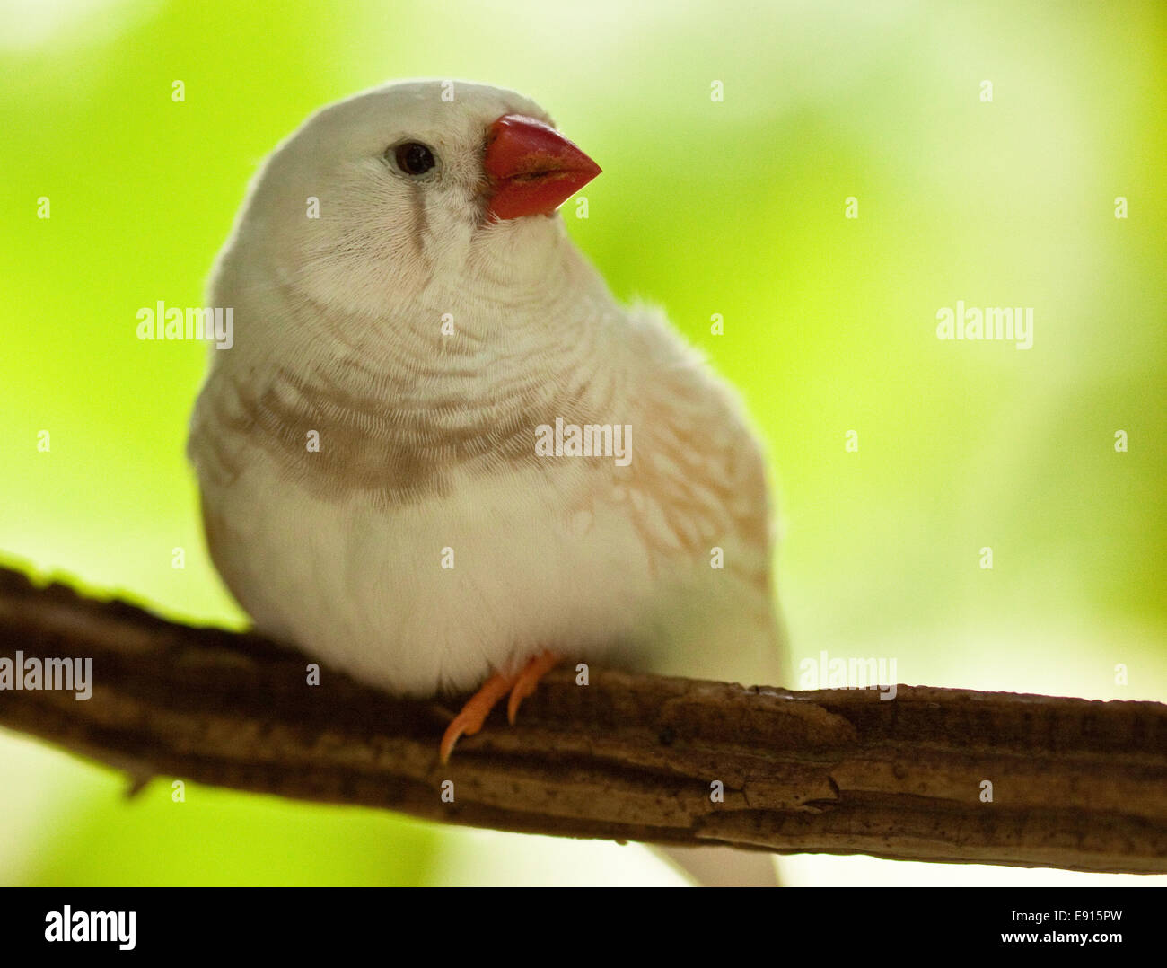 Zebra finch Banque D'Images