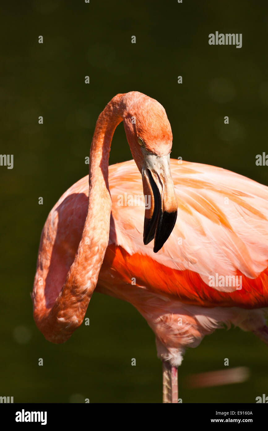 American Flamingo Banque D'Images