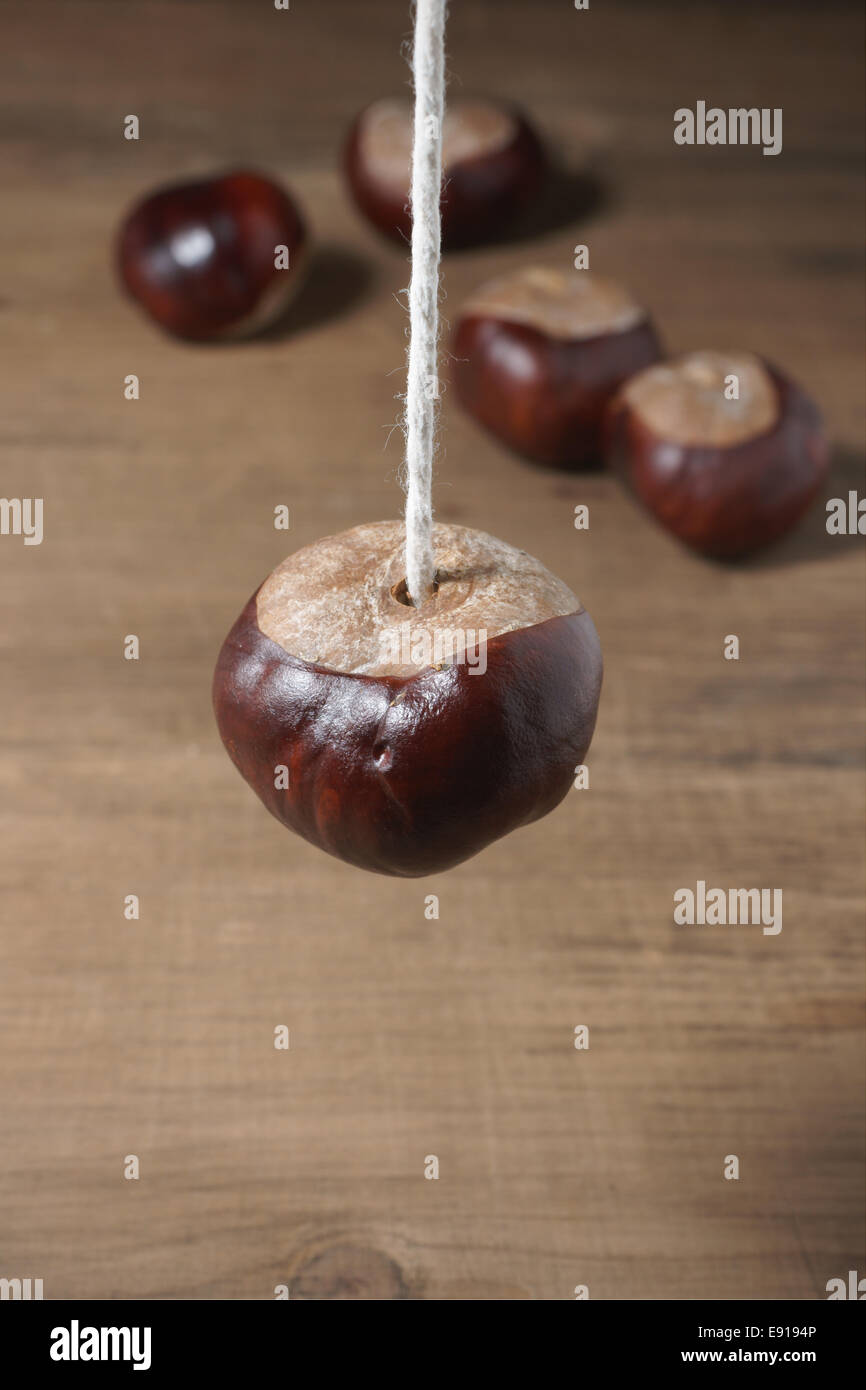 Conkers un traditionnel jeu d'enfant joue avec les graines de Marronnier d'arbres Banque D'Images