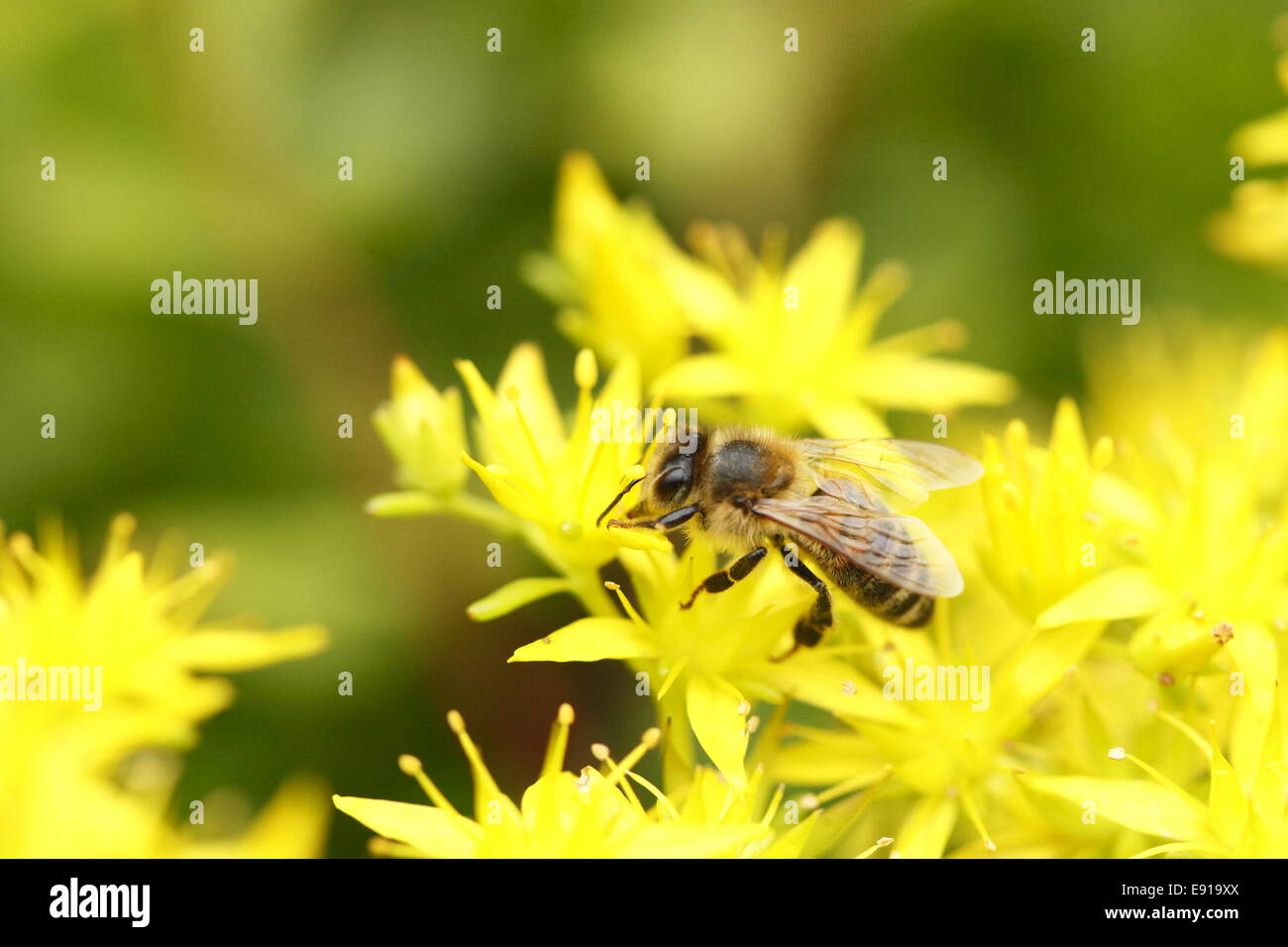 abeille à miel Banque D'Images