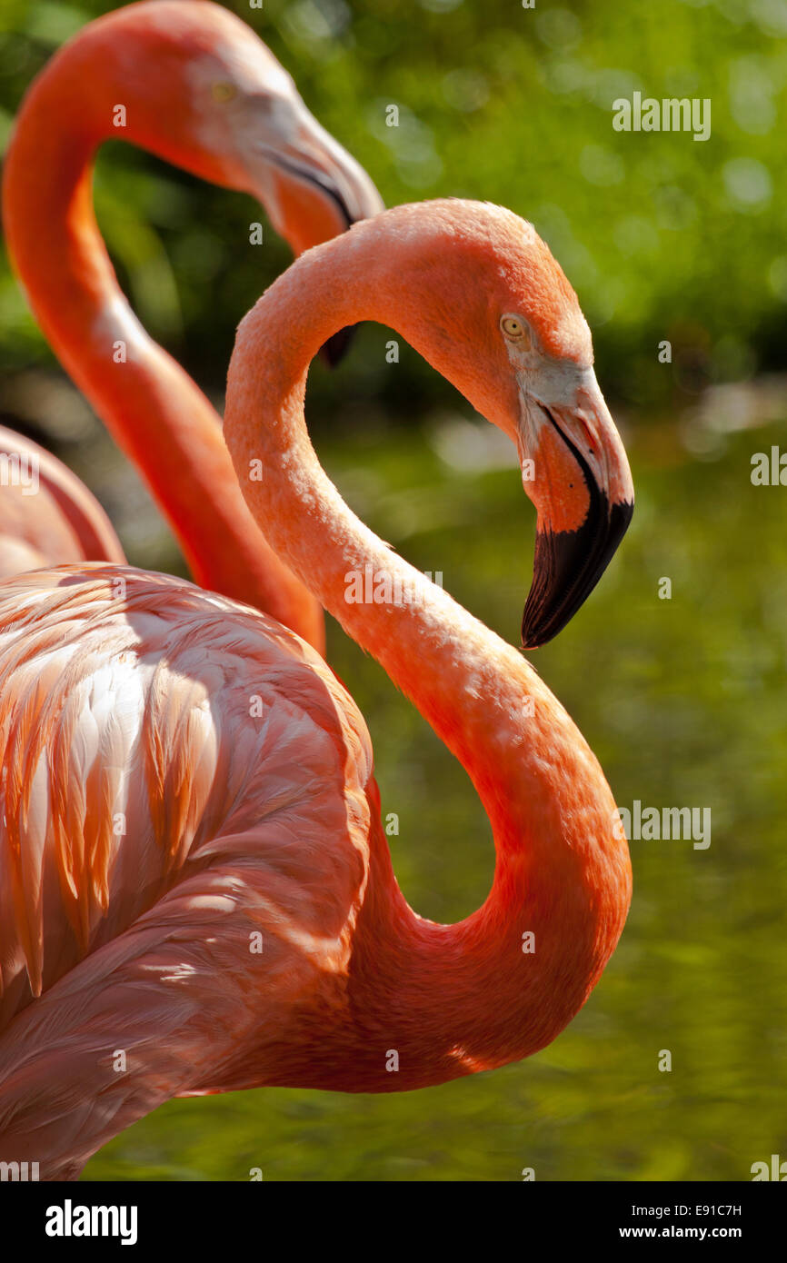 American Flamingo (Phoenicopterus ruber) Banque D'Images