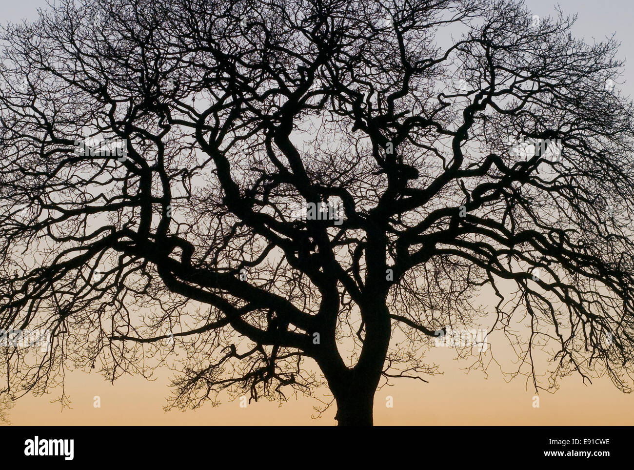 La silhouette des arbres le chêne noir orange ciel Banque D'Images