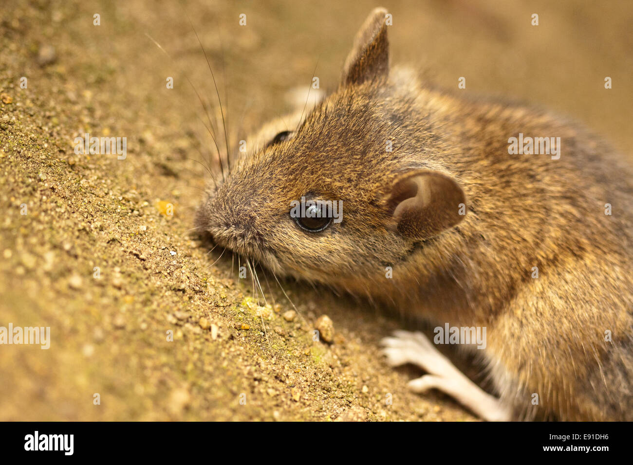 Souris en bois (Apodemus sylvaticus) Banque D'Images