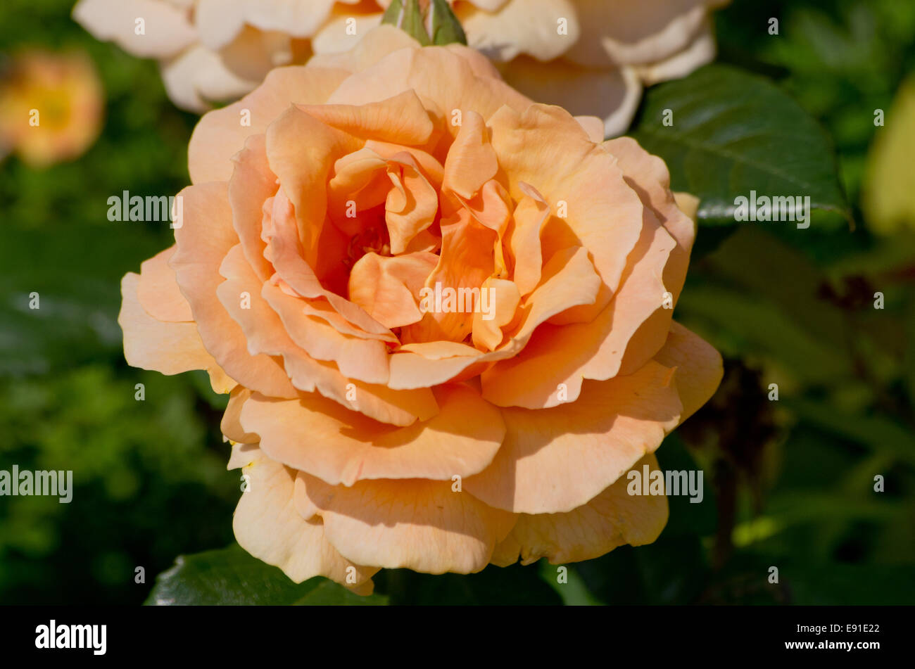 Rose l'Été Indien Banque D'Images