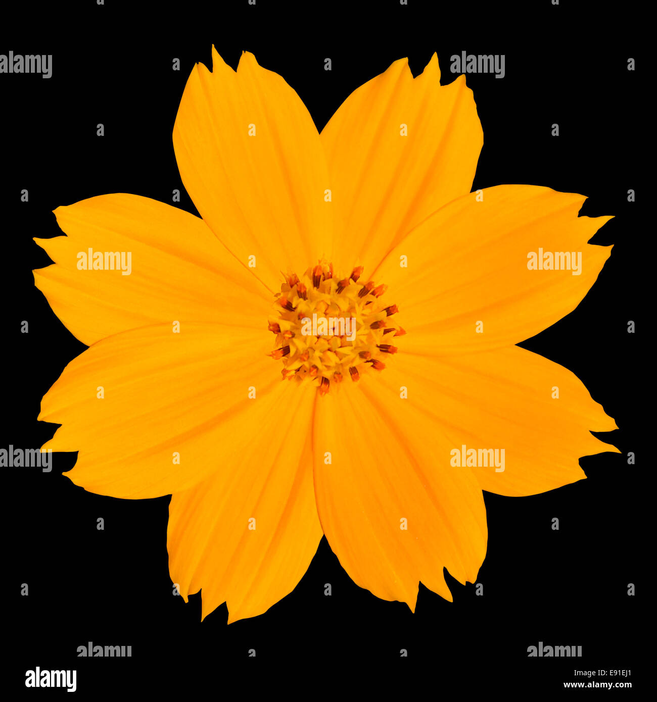 Fleur fleurs Daisy Singapour jaune isolé sur fond noir Banque D'Images