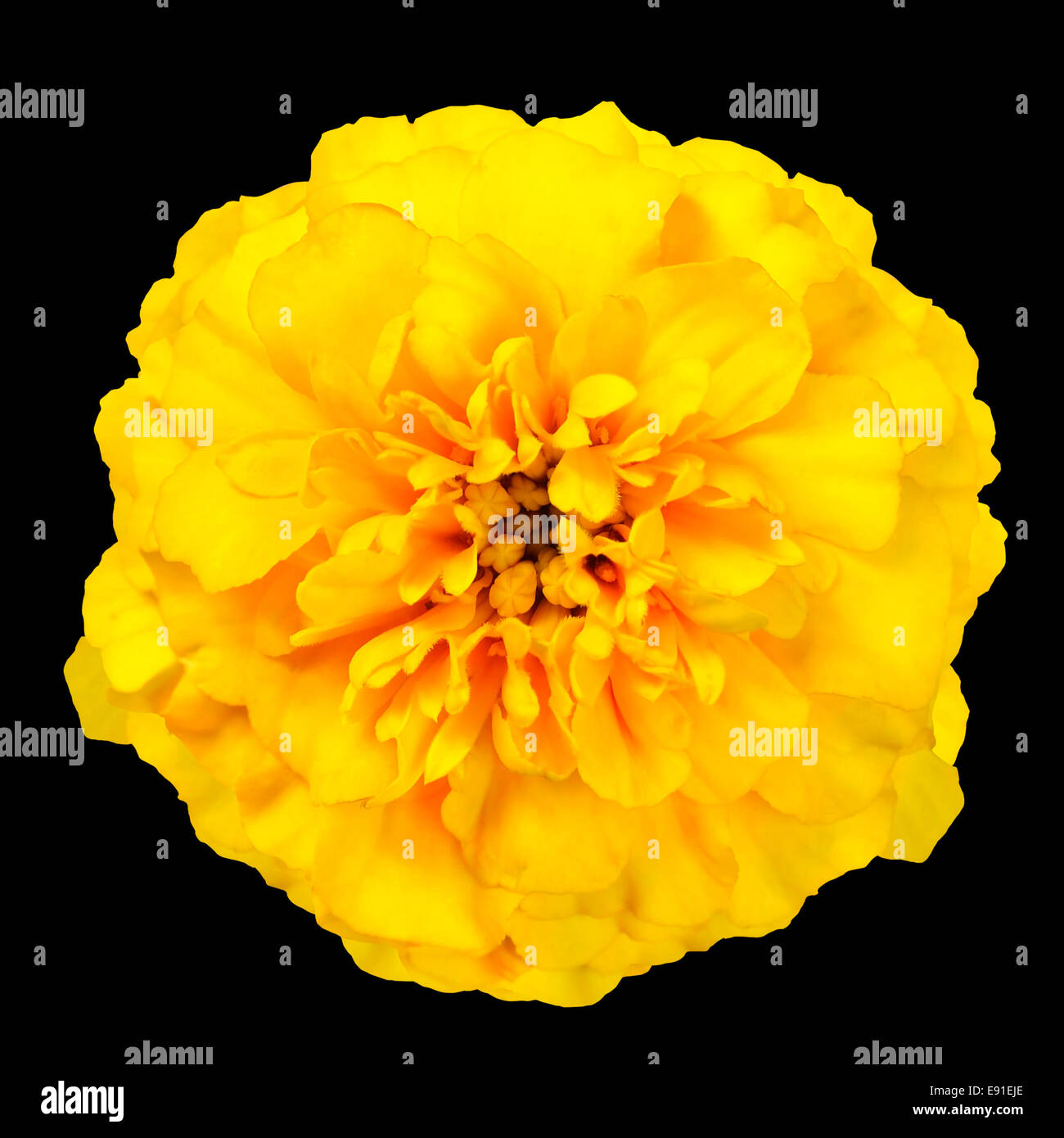 Marigold jaune fleur sauvage isolé sur fond noir. Belle fleur Banque D'Images