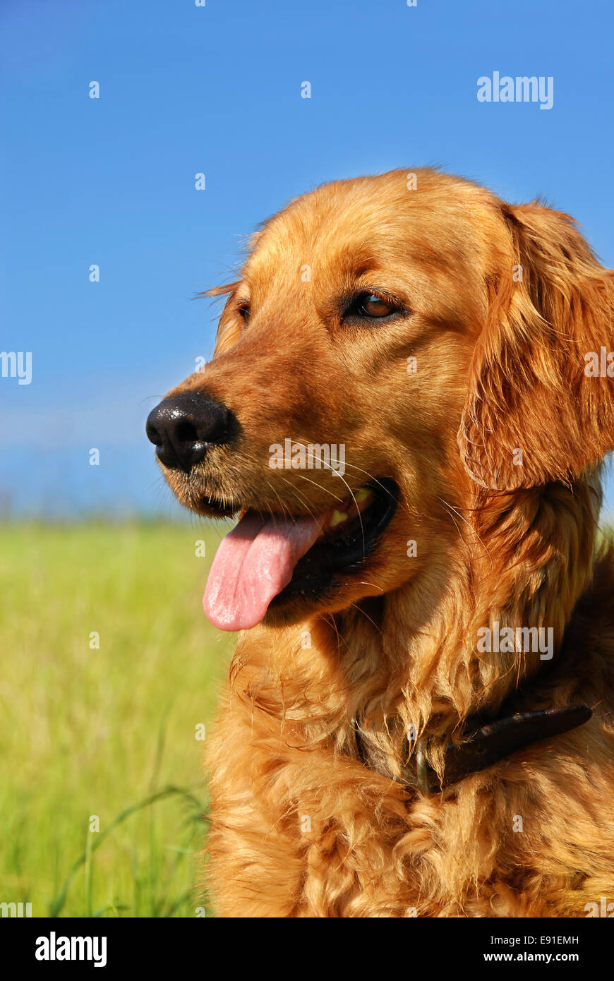 Golden retriever dog portrait Banque D'Images