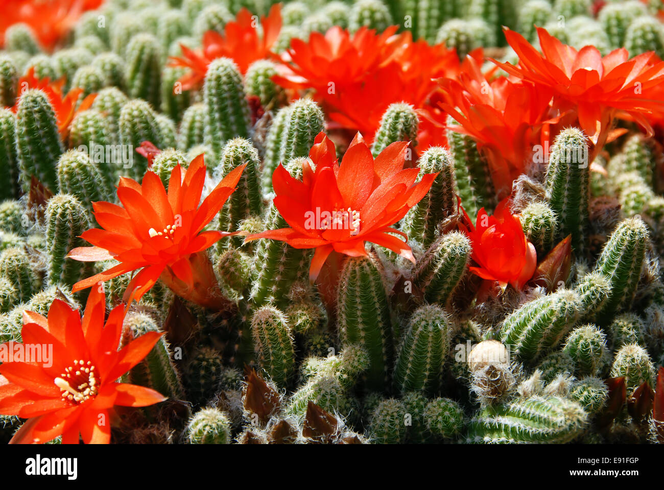 Fleurs rouge Cactus Photo Stock - Alamy