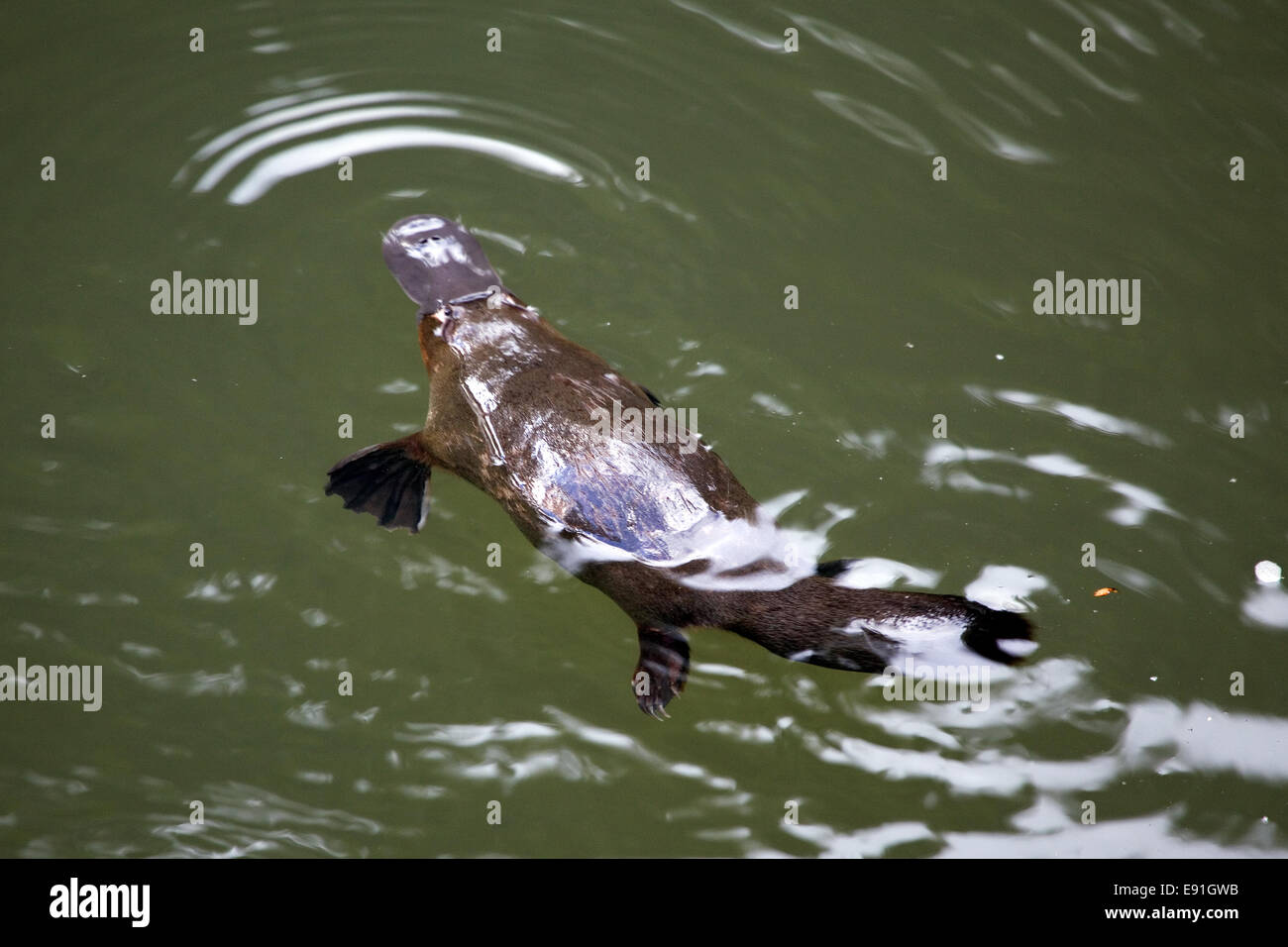 Ornithorynque Banque D'Images