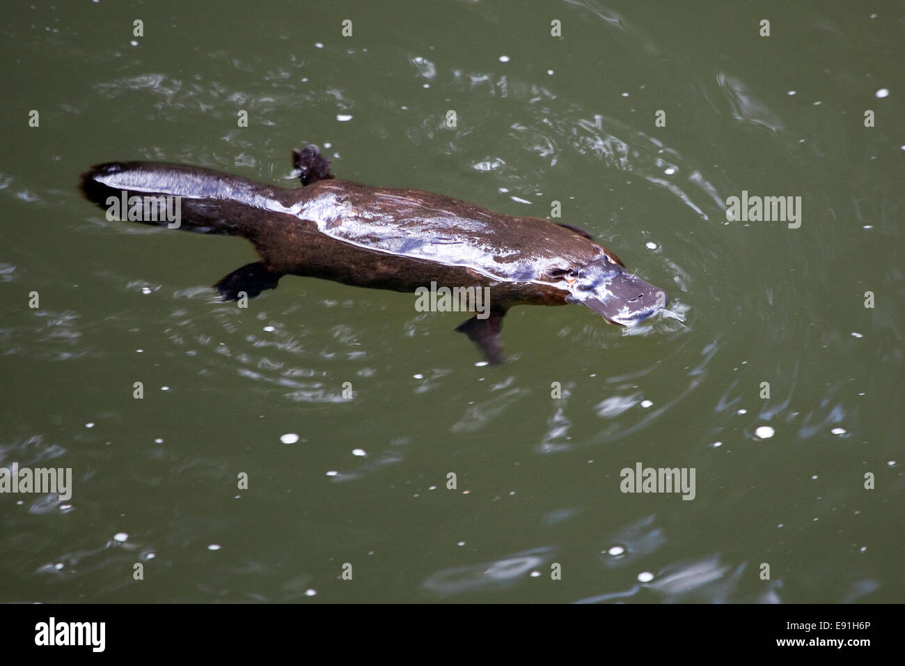 ornithorynque Banque D'Images