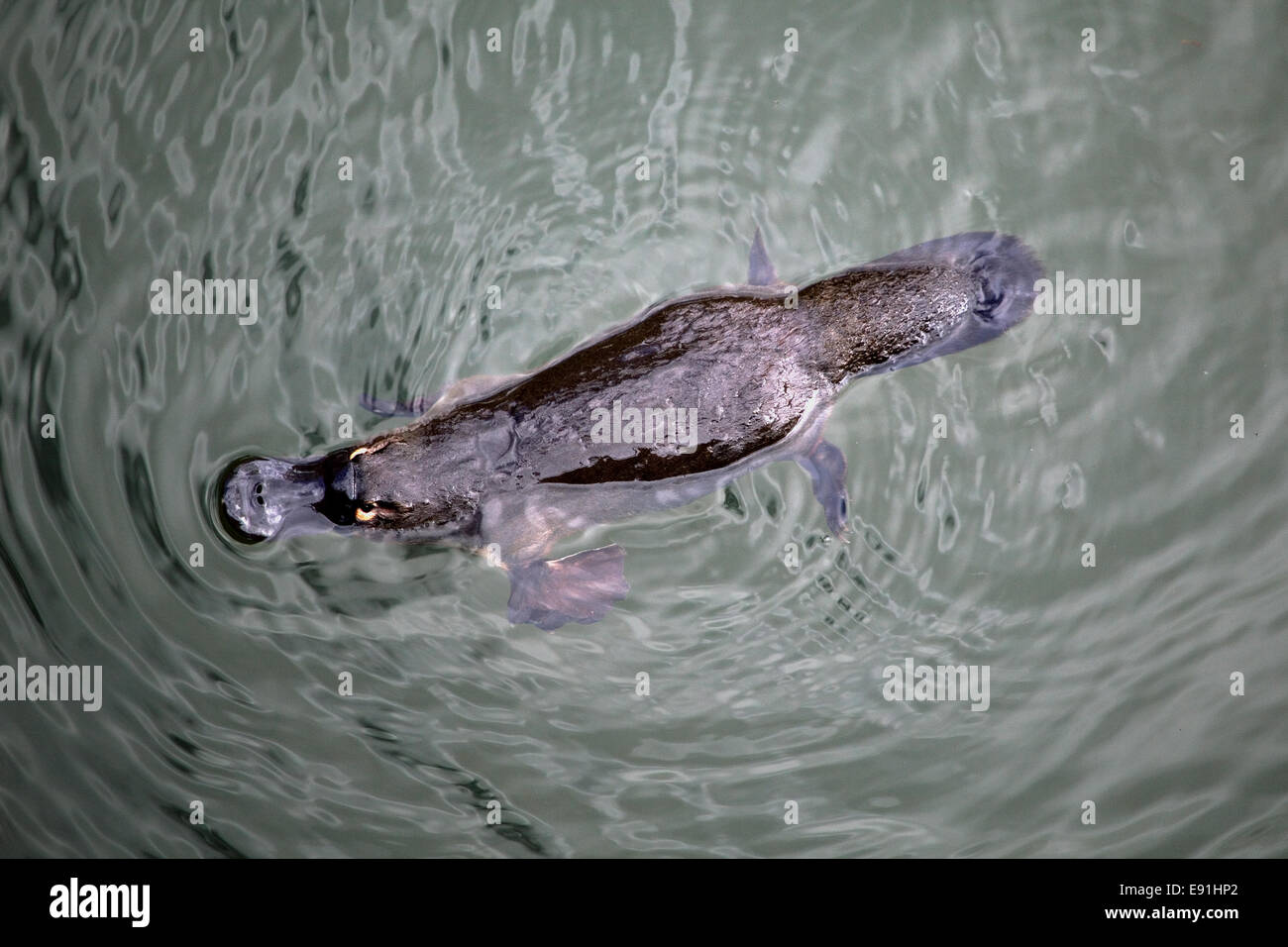 Ornithorynque Banque D'Images