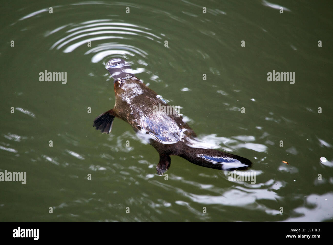 Ornithorynque Banque D'Images