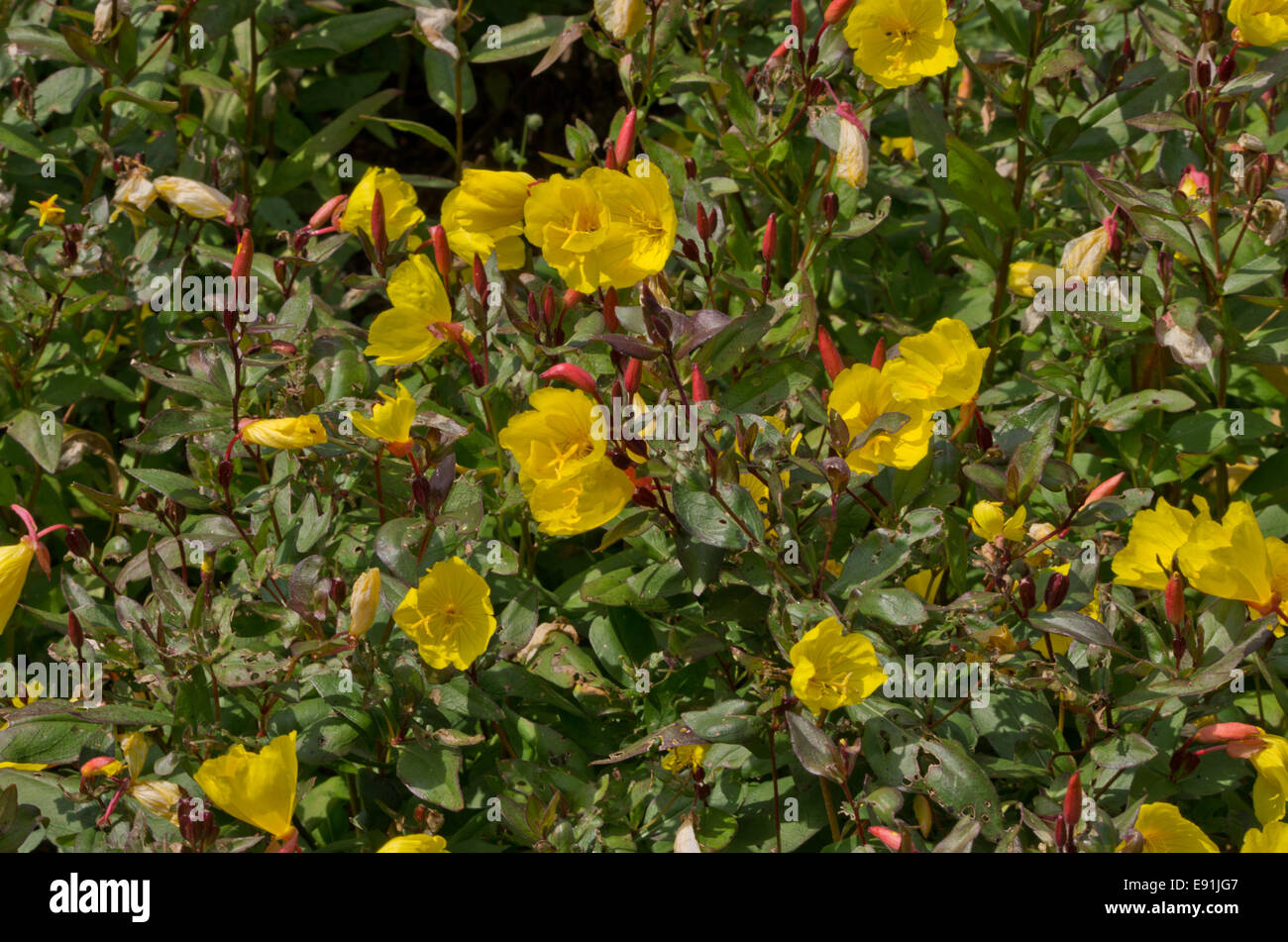 Oenothera fructicosa plus longue journée Banque D'Images