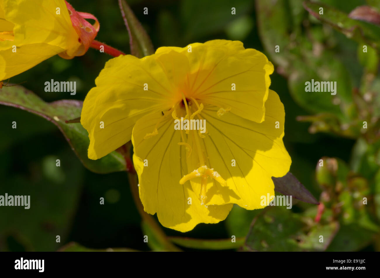 Oenothera fructicosa plus longue journée Banque D'Images