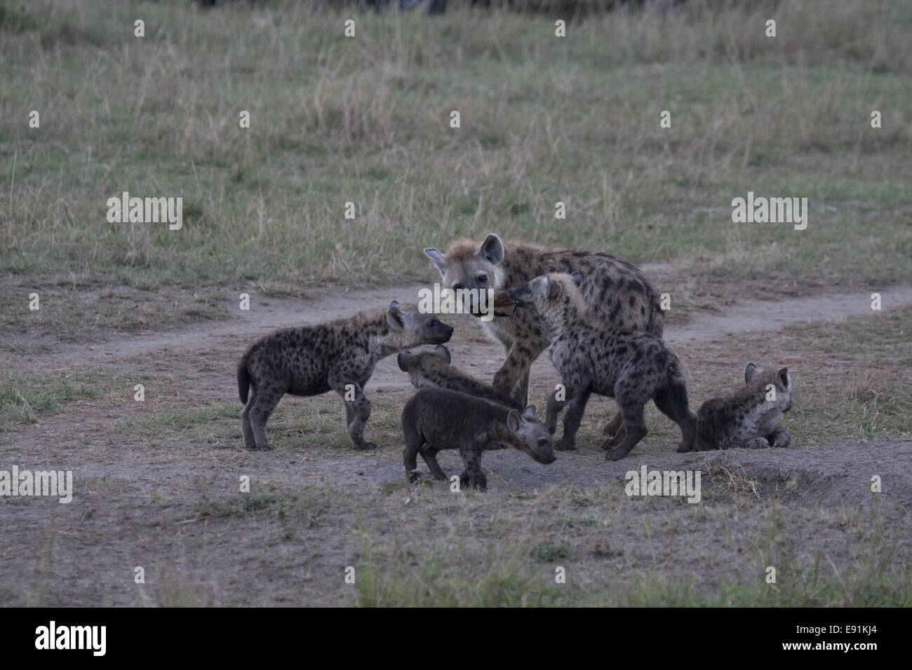 Les jeunes hyènes en face de la den Banque D'Images