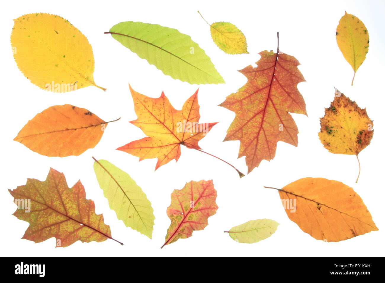 feuilles d’automne Banque D'Images