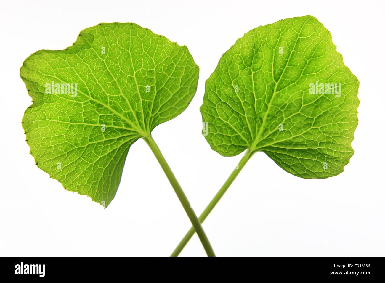 Deux feuilles de cheval-radis japonais wasabi Banque D'Images