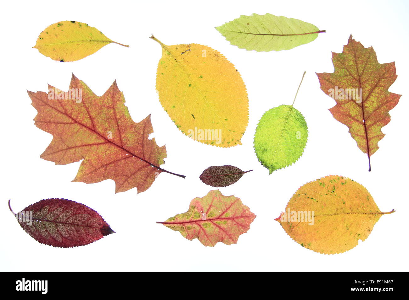 feuilles d’automne Banque D'Images