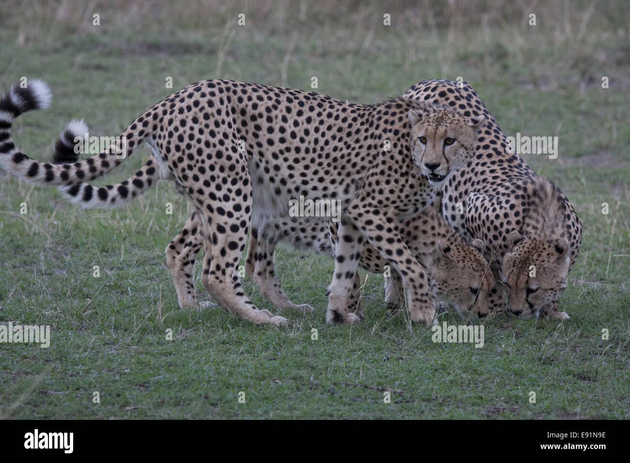 Trois guépards snooping sur le terrain Banque D'Images