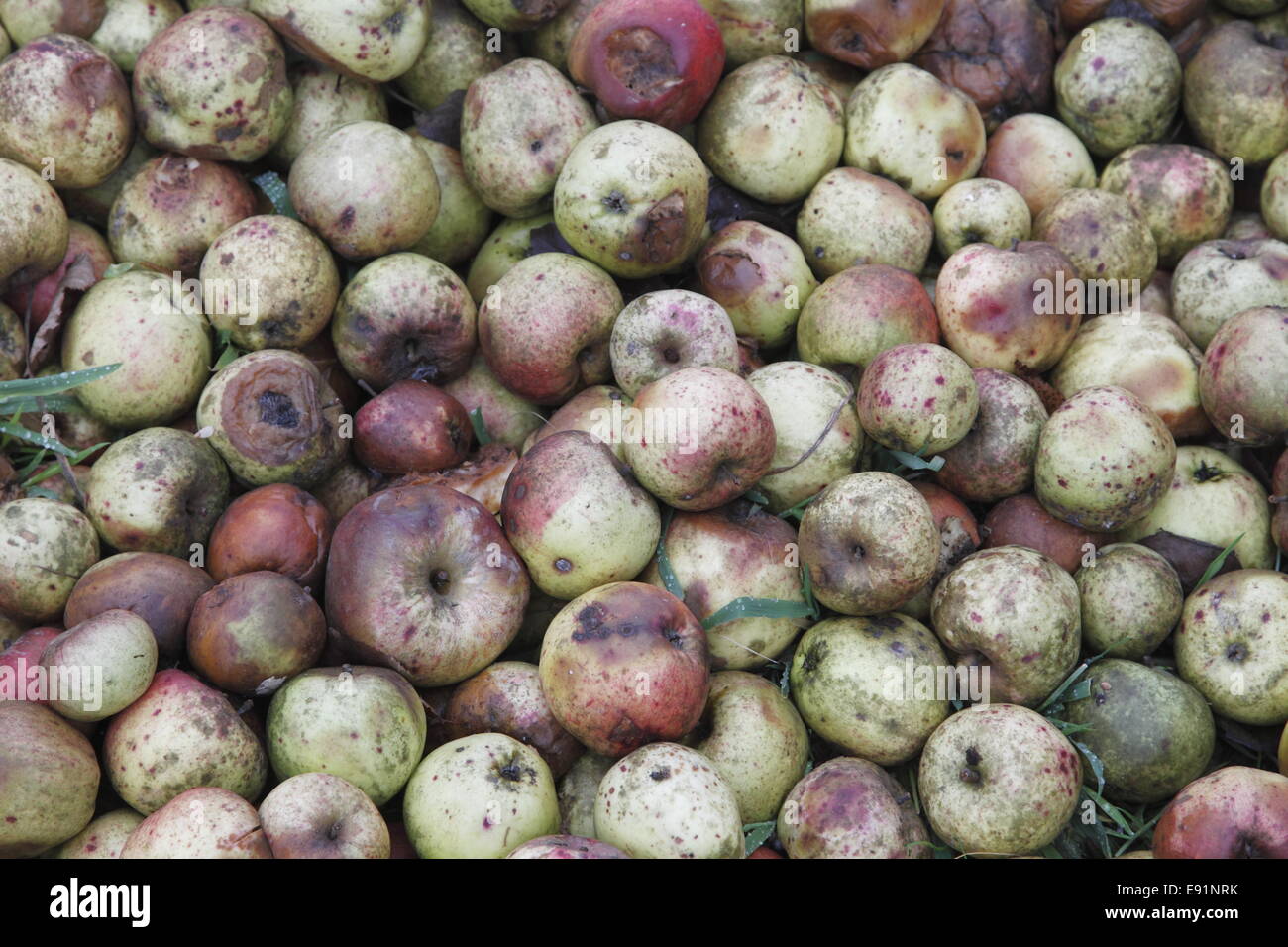 Les pommes jetées Banque D'Images