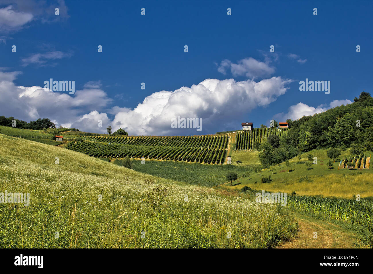 Vert printemps colline idyllique avec vineyard Banque D'Images