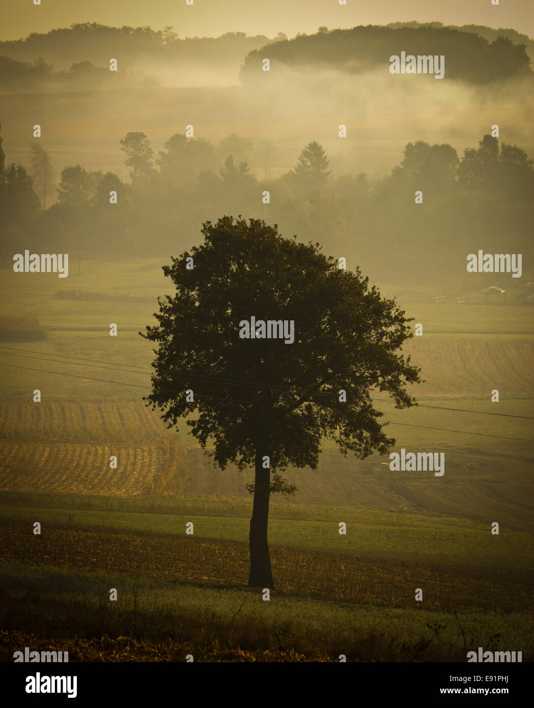 Seule la silhouette des arbres dans la brume matinale Banque D'Images