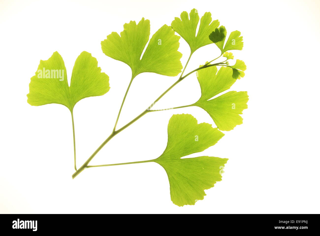 Ginko biloba or Banque d'images détourées Alamy — free download